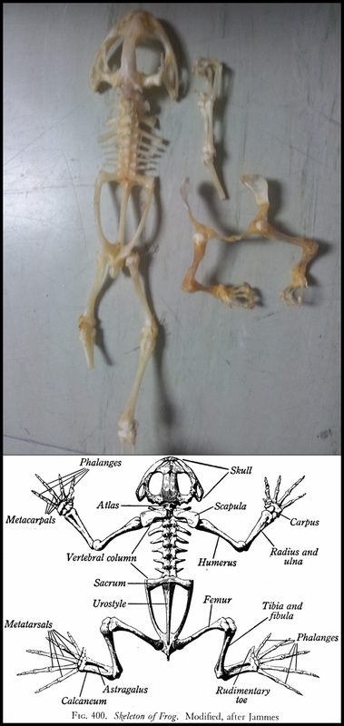 ANATOMY OF THE FROG - Biol 121 Final Output